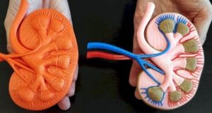 Modelo anatómico de un corazón. Imprimir en 3D en colores